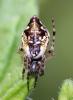 Cyclosa sp.